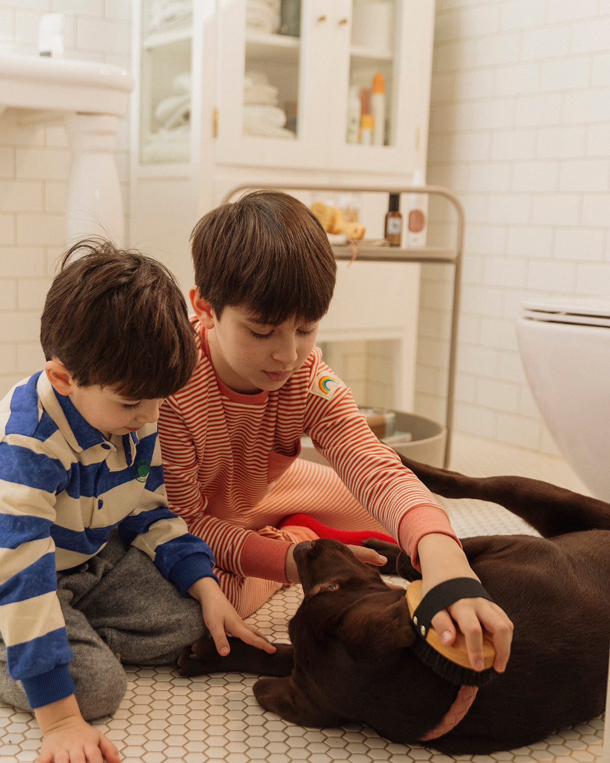 CURRYCOMB SHORTHAIR BRUSH | מברשת לכלב בעל פרווה קצרה