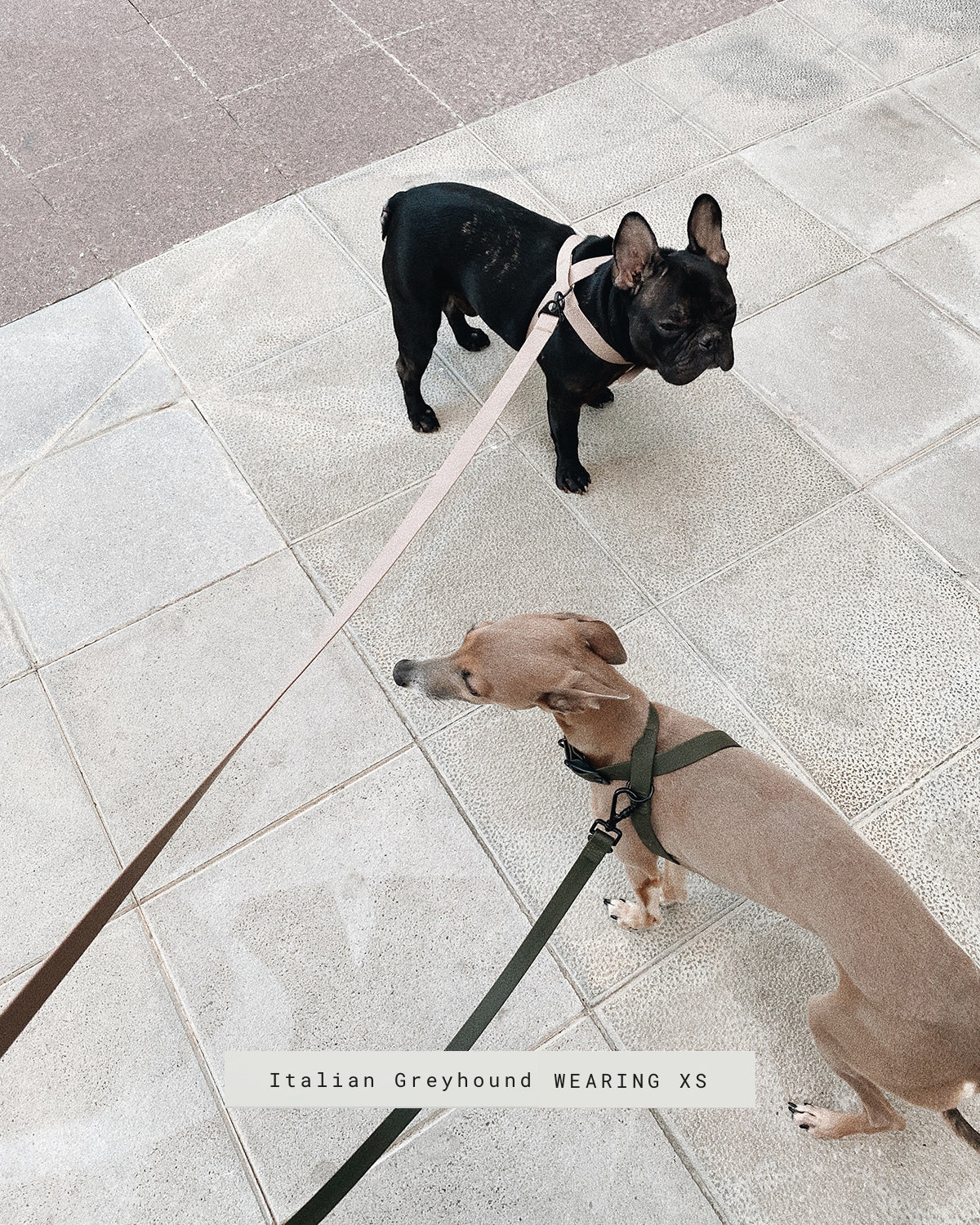 OTTO DOG HARNESS | רתמה לכלב