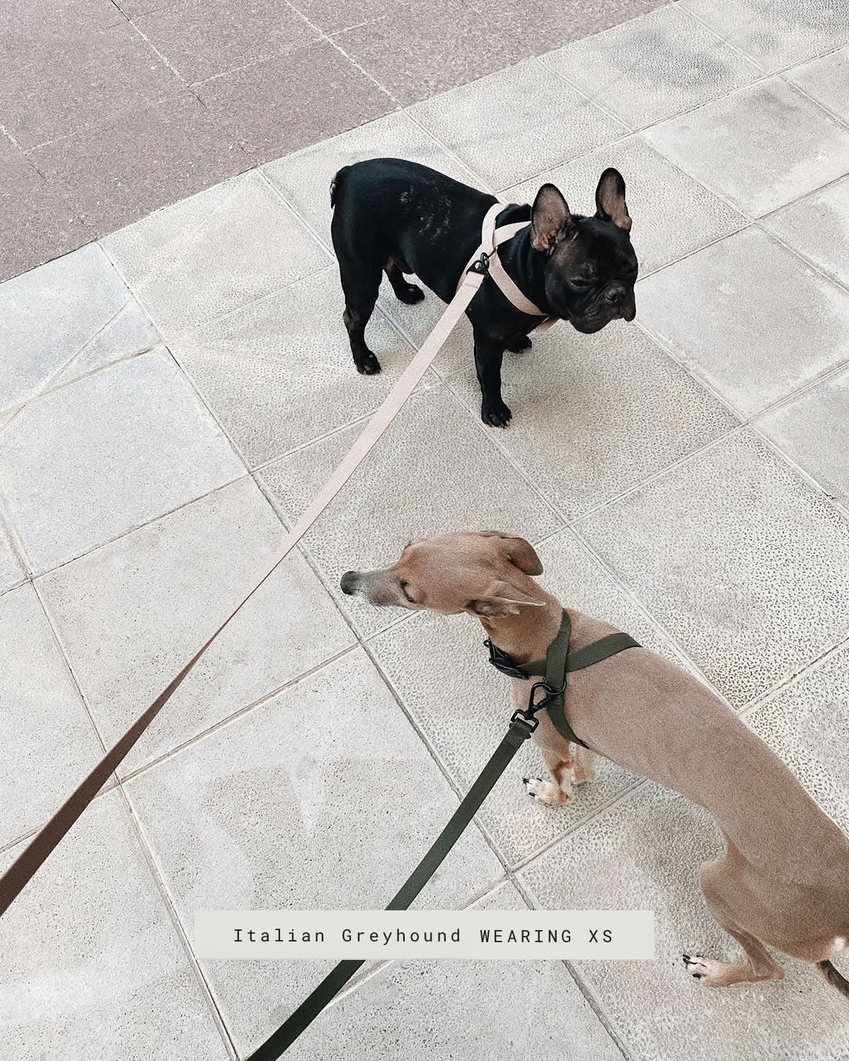 OTTO DOG HARNESS | רתמה לכלב