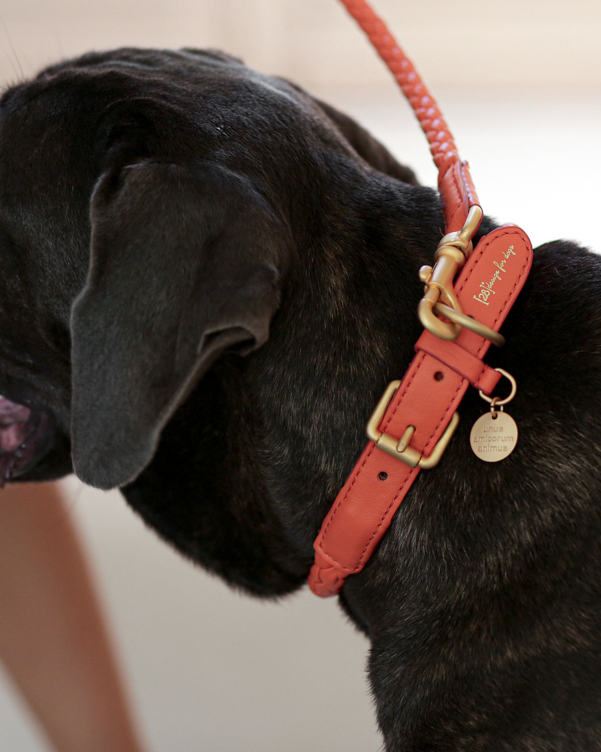 קולר קלוע לכלב מעור נאפה איטלקי | FERDINANDO NAPPA LEATHER COLLAR