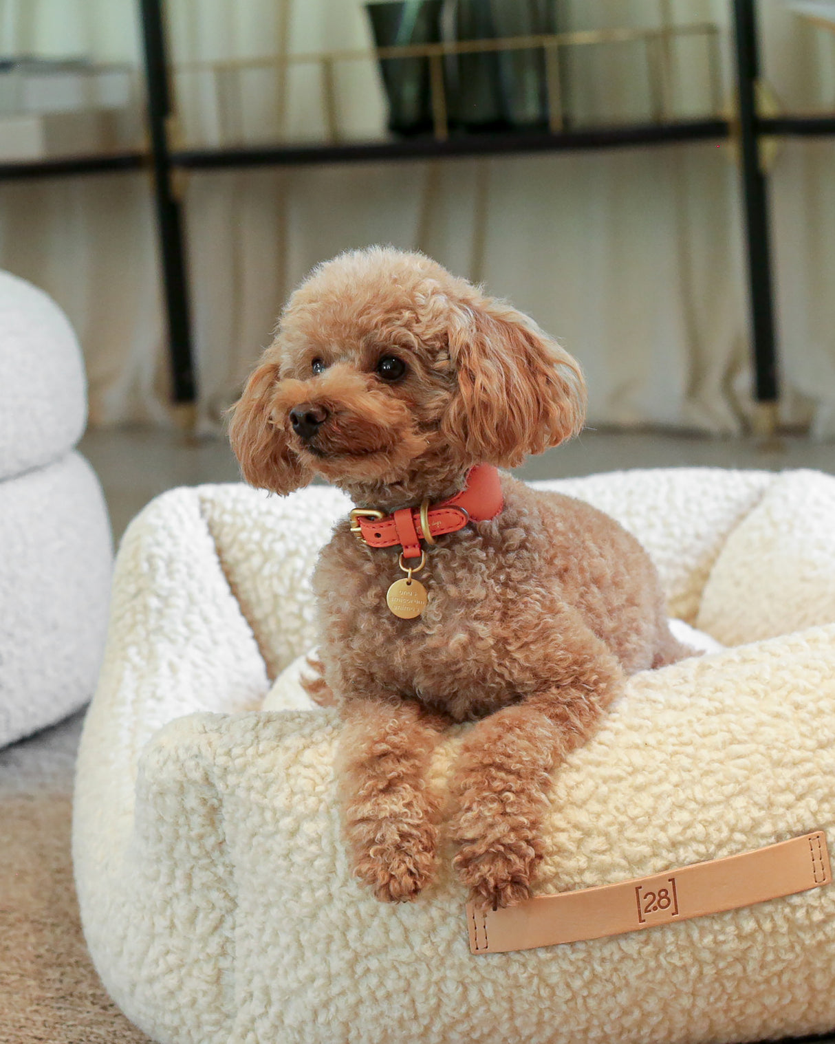 MARIO WIDE LEATHER COLLAR | קולר עור נאפה רחב לכלב