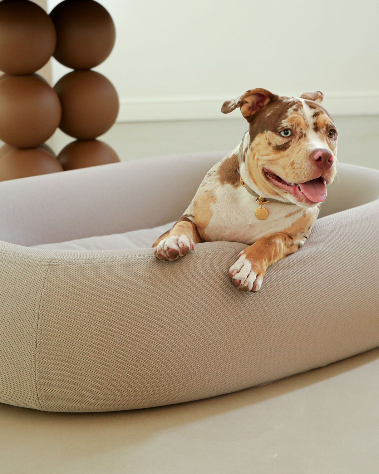 מיטה אורתופדית לכלב | BARCA ORTHOPEDIC DOG BED