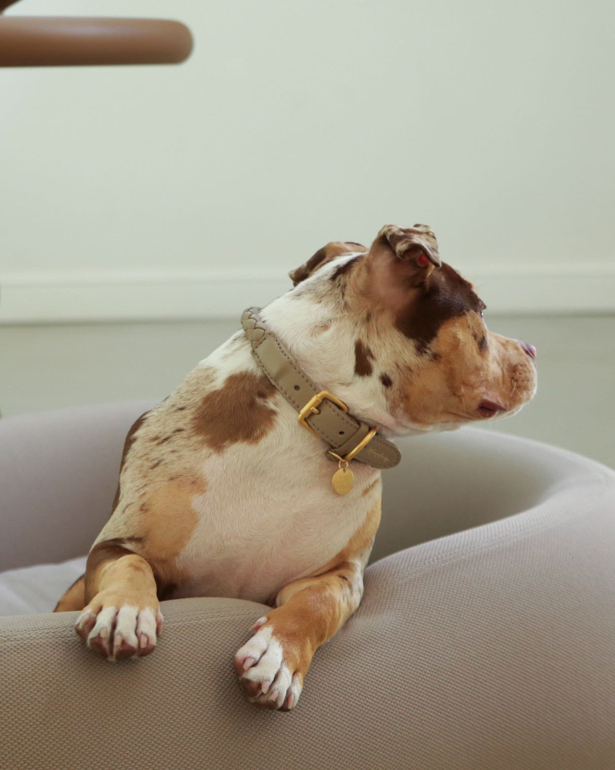 קולר קלוע לכלב מעור נאפה איטלקי | FERDINANDO NAPPA LEATHER COLLAR