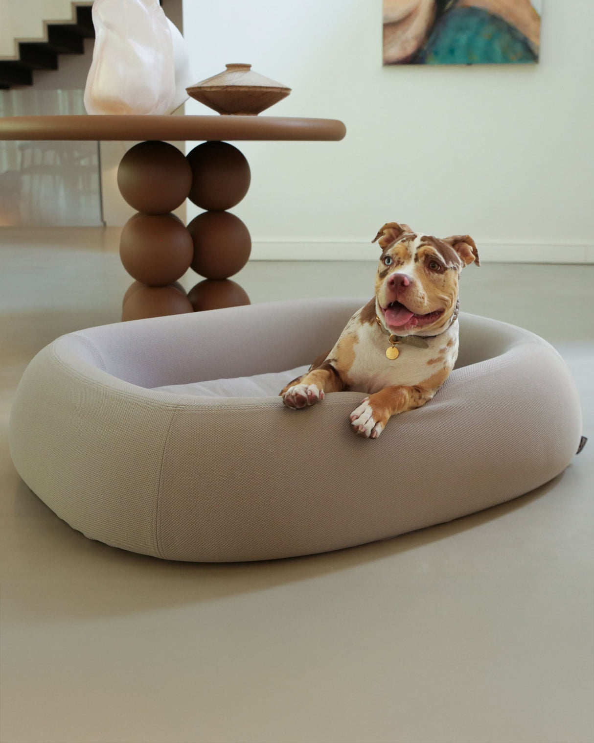 מיטה אורתופדית לכלב | BARCA ORTHOPEDIC DOG BED