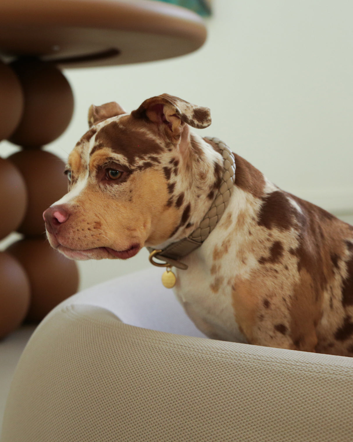 צווארון עור FERDINANDO | קולר עור נאפה לכלב