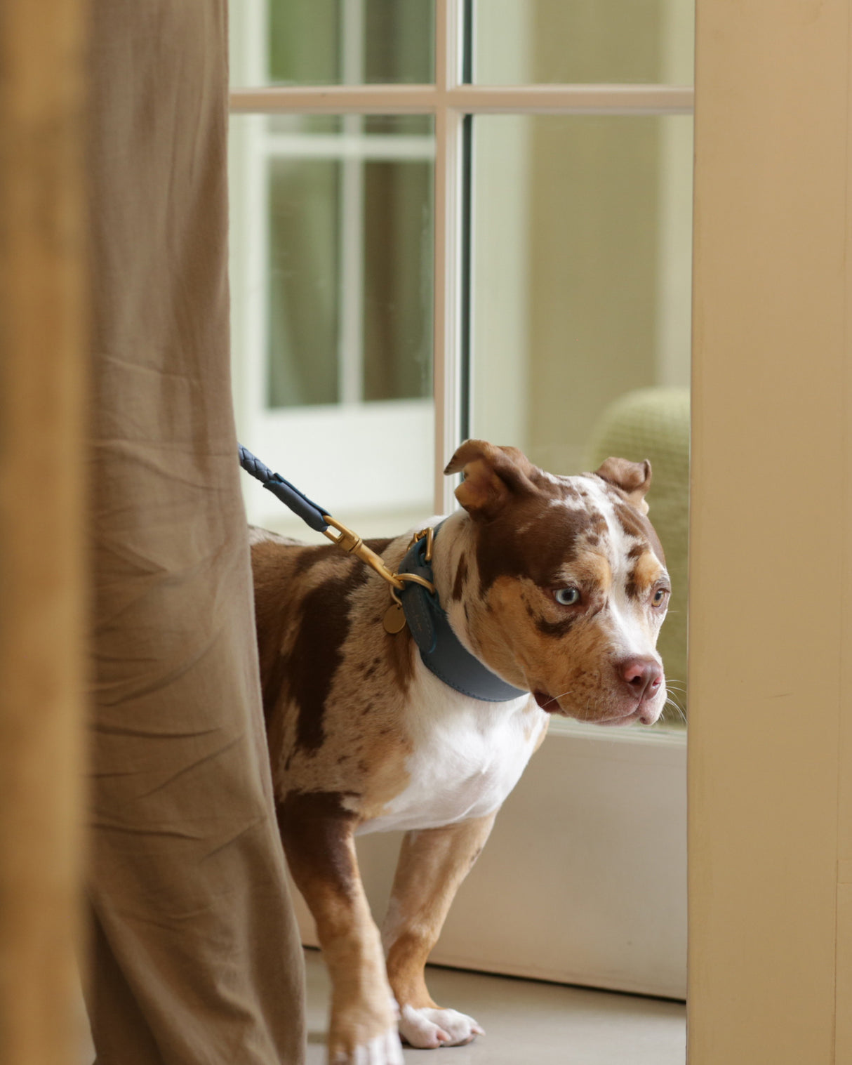 MARIO WIDE LEATHER COLLAR | קולר עור נאפה רחב לכלב