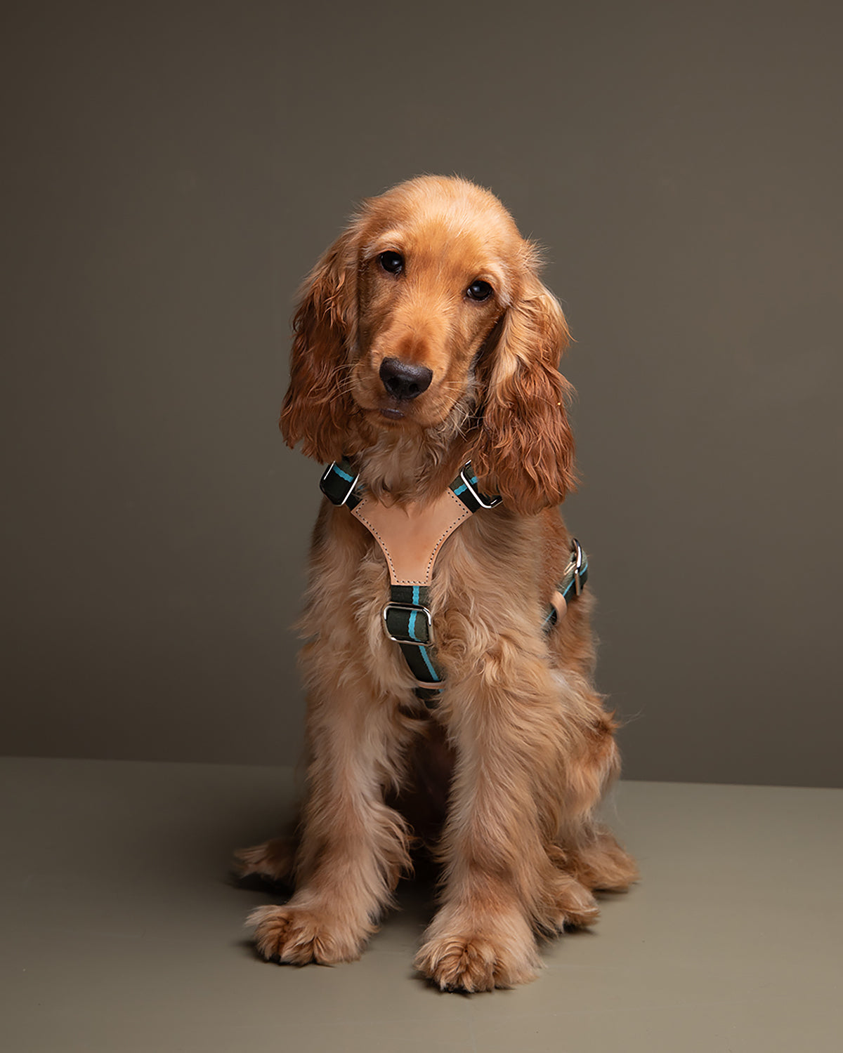 FRANCO RIBBON DOG HANRESS | רתמה לכלב