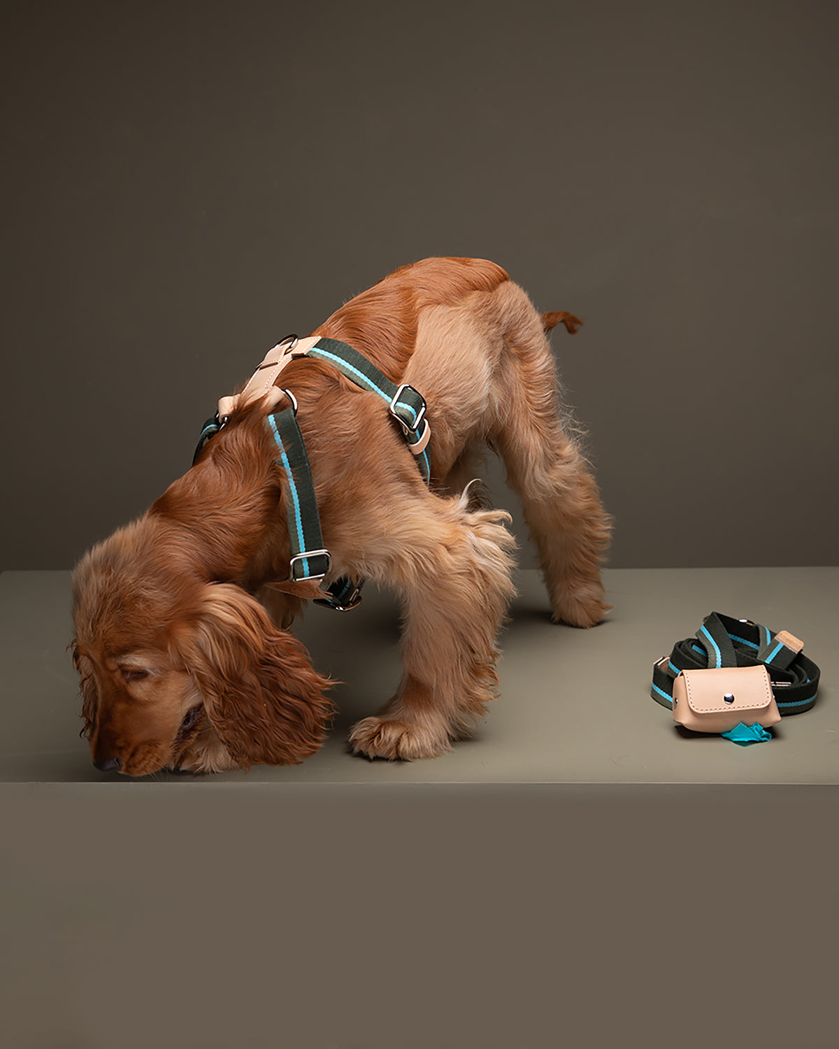 FRANCO RIBBON DOG HANRESS | רתמה לכלב