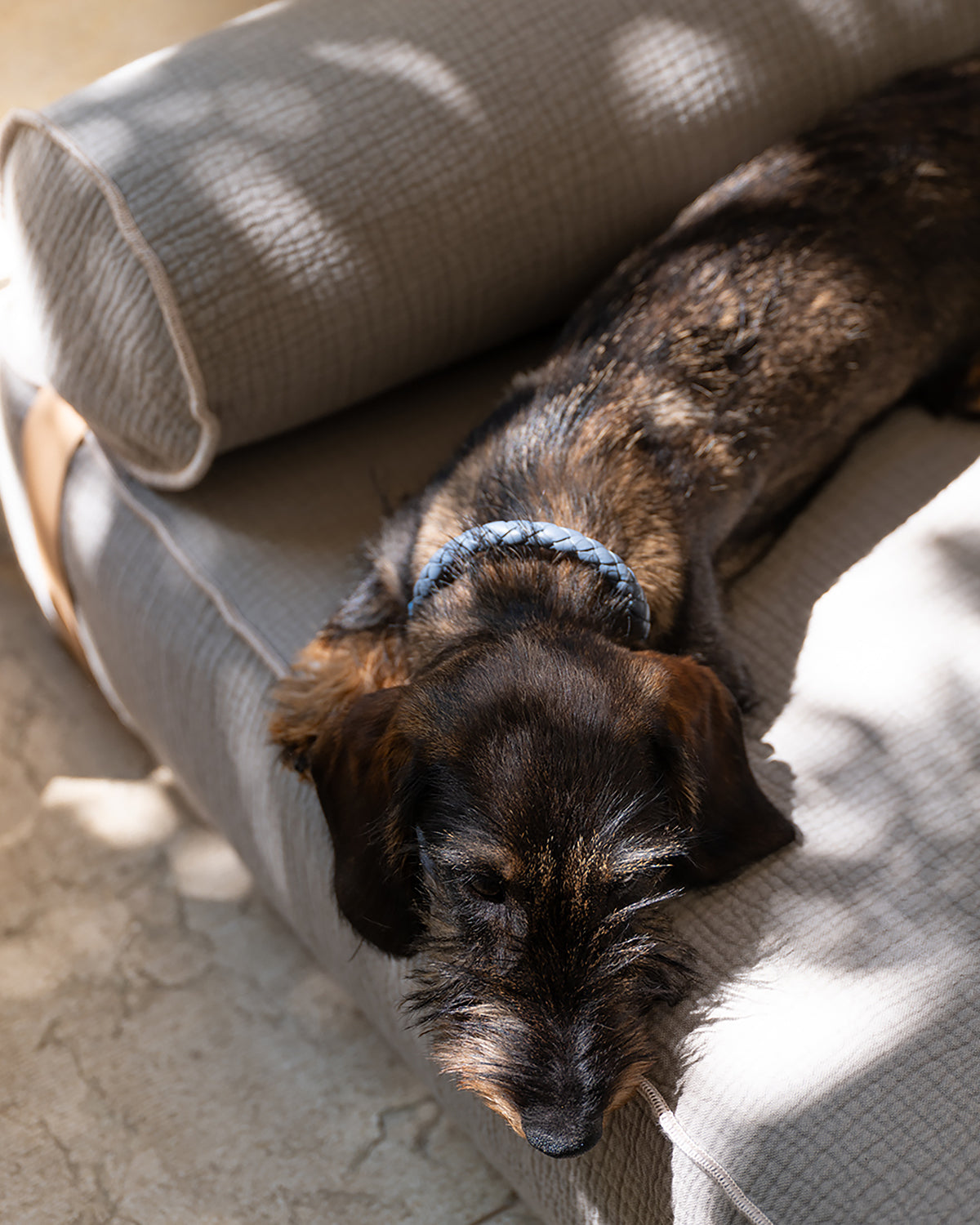 GIAMPAOLO ELEPHANT COTTON LOUNGE BED | מיטת לאונג׳ אורתופדית לכלב