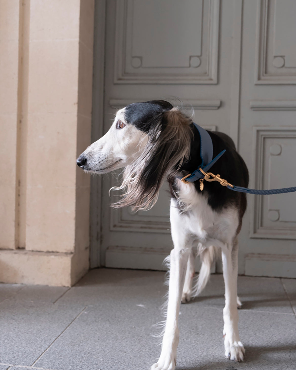 MARIO WIDE LEATHER COLLAR | קולר עור נאפה רחב לכלב