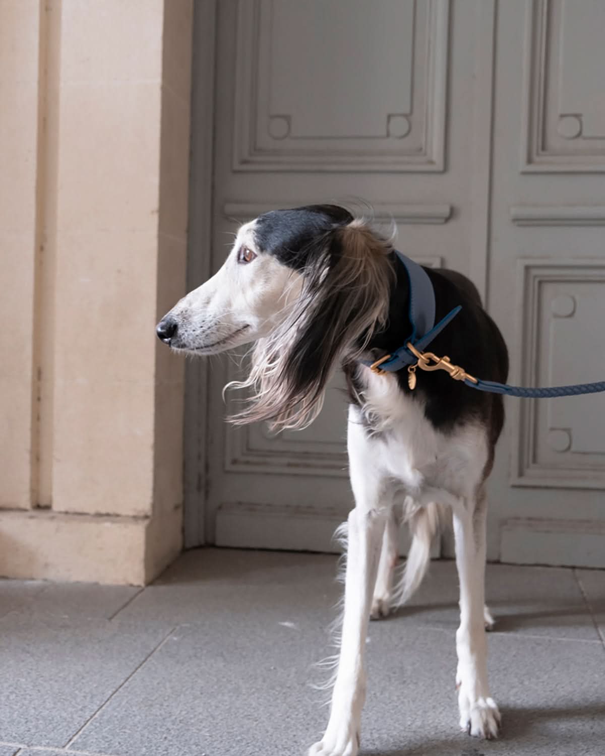 MARIO WIDE LEATHER COLLAR | קולר עור נאפה רחב לכלב