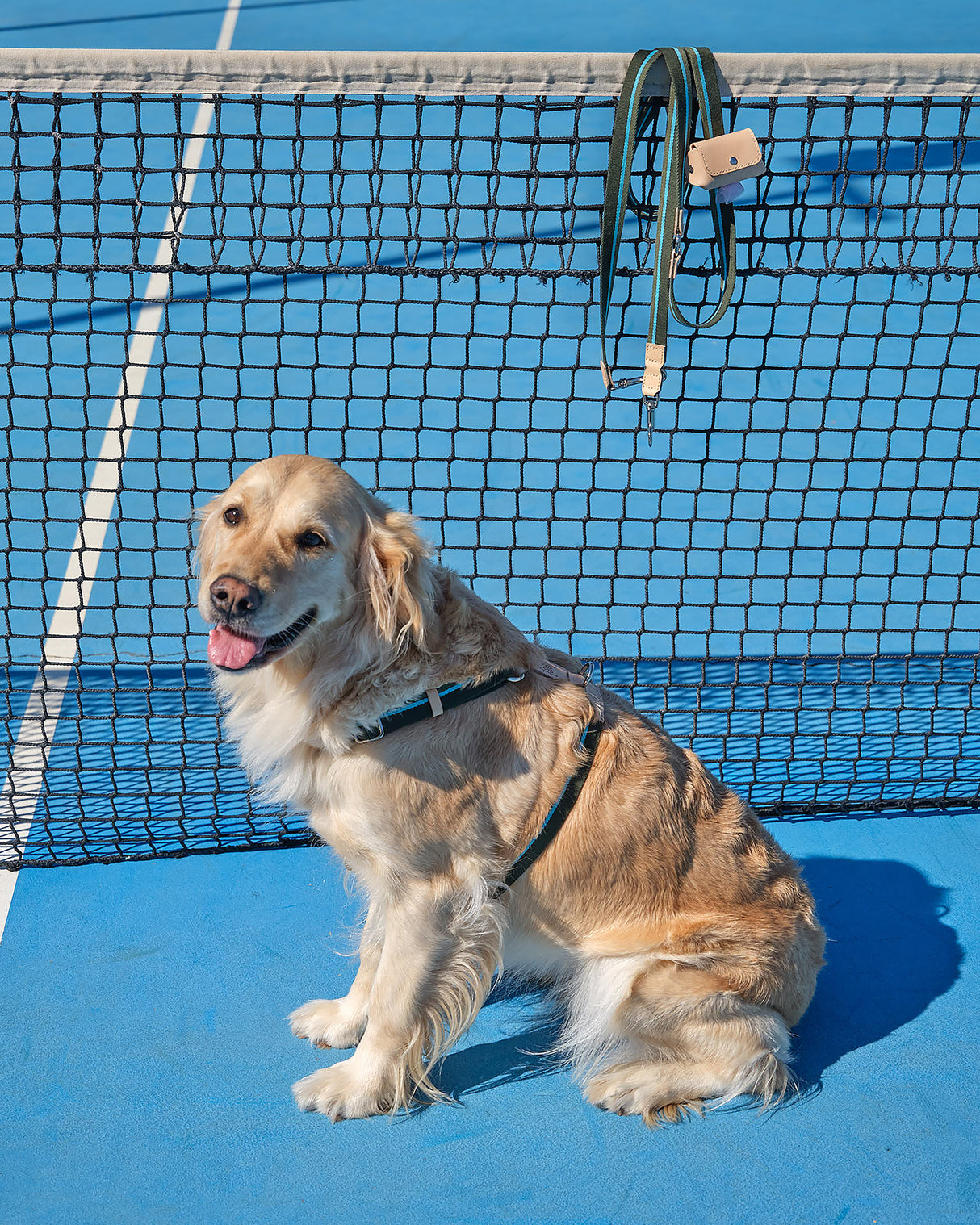 FRANCO RIBBON DOG HANRESS | רתמה לכלב