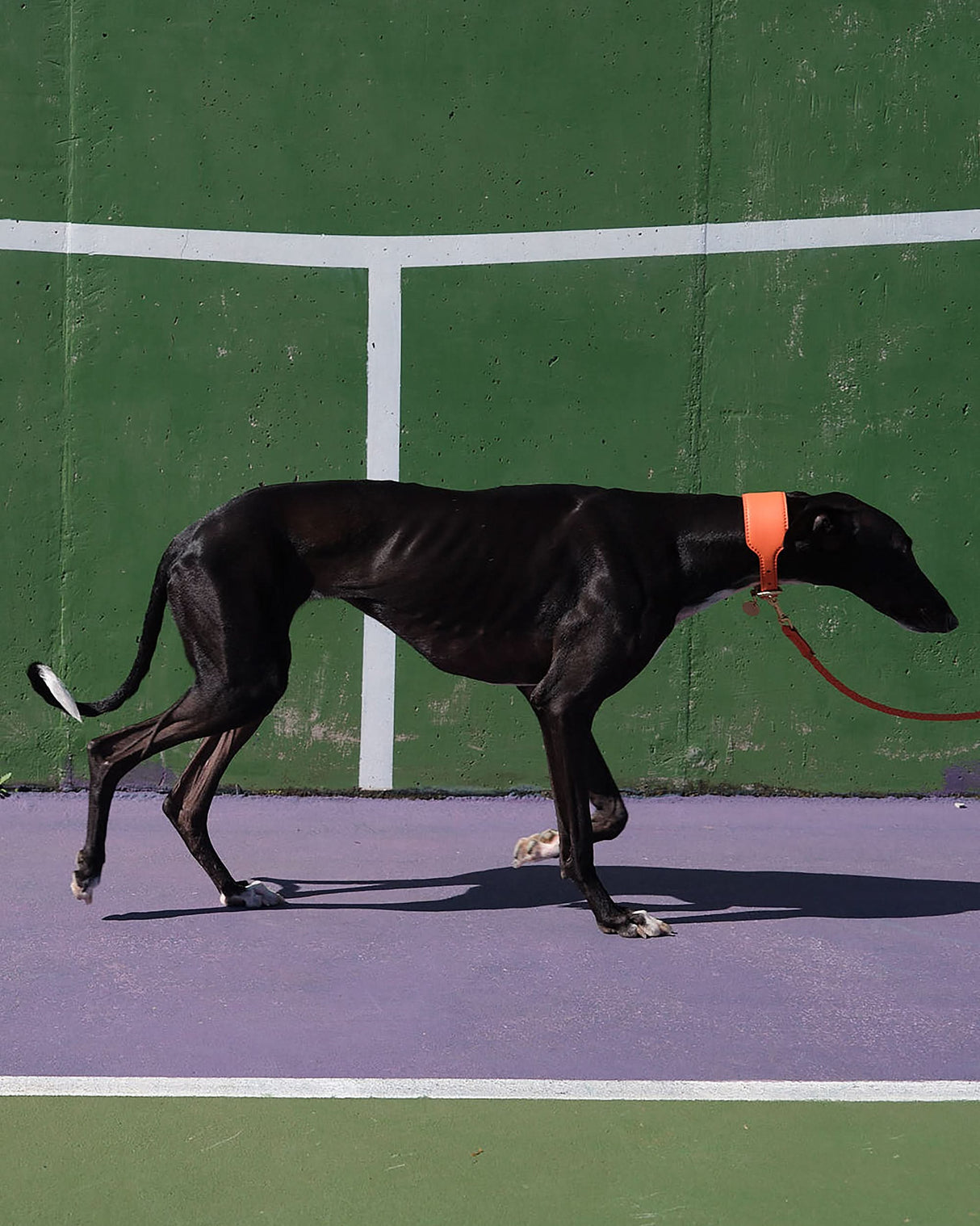 MARIO WIDE LEATHER COLLAR | קולר עור נאפה רחב לכלב