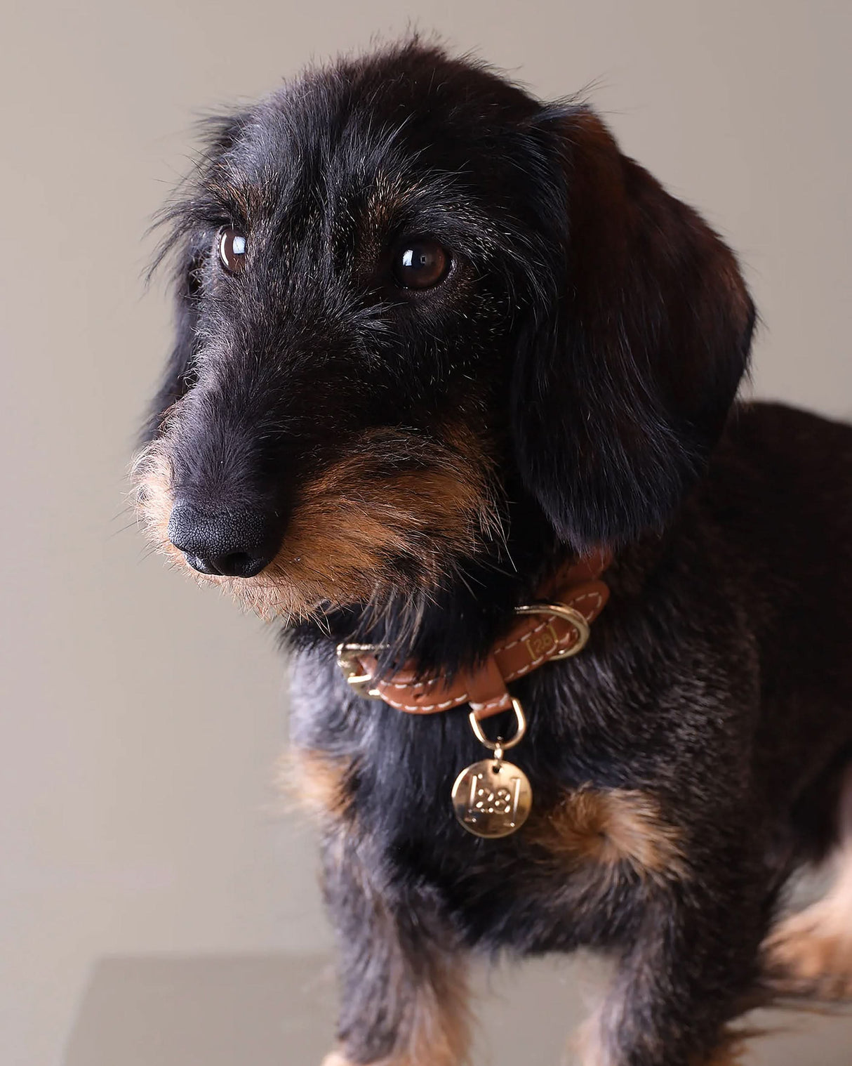 FERDINANDO NAPPA LEATHER COLLAR | קולר עור נאפה לכלב