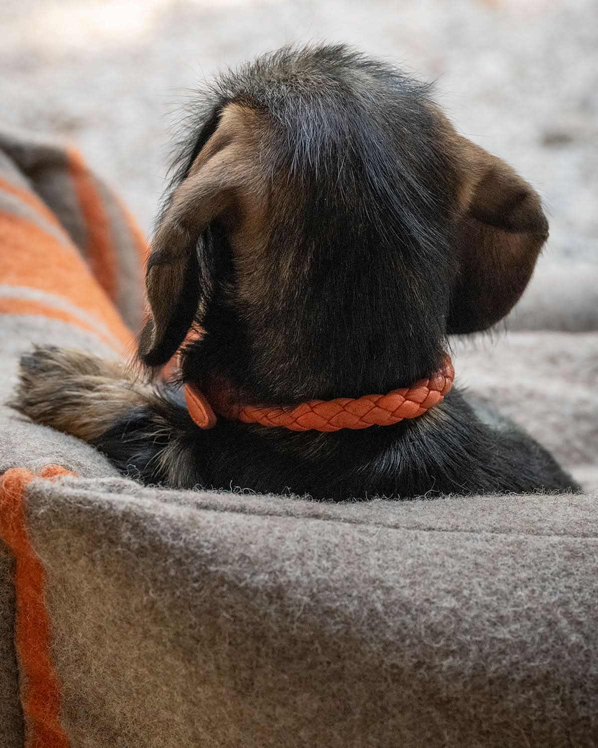 קולר לכלב, קולר עור לכלבים