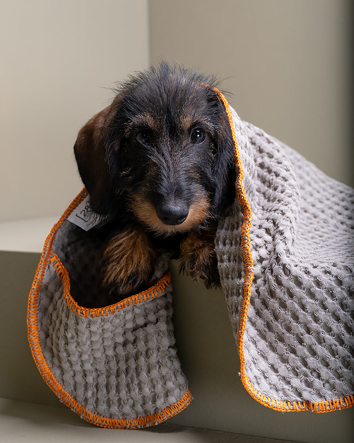 SALLY DOG TOWEL | מגבת לכלב