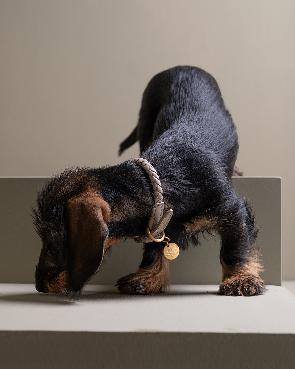 קולר עור לכלבים