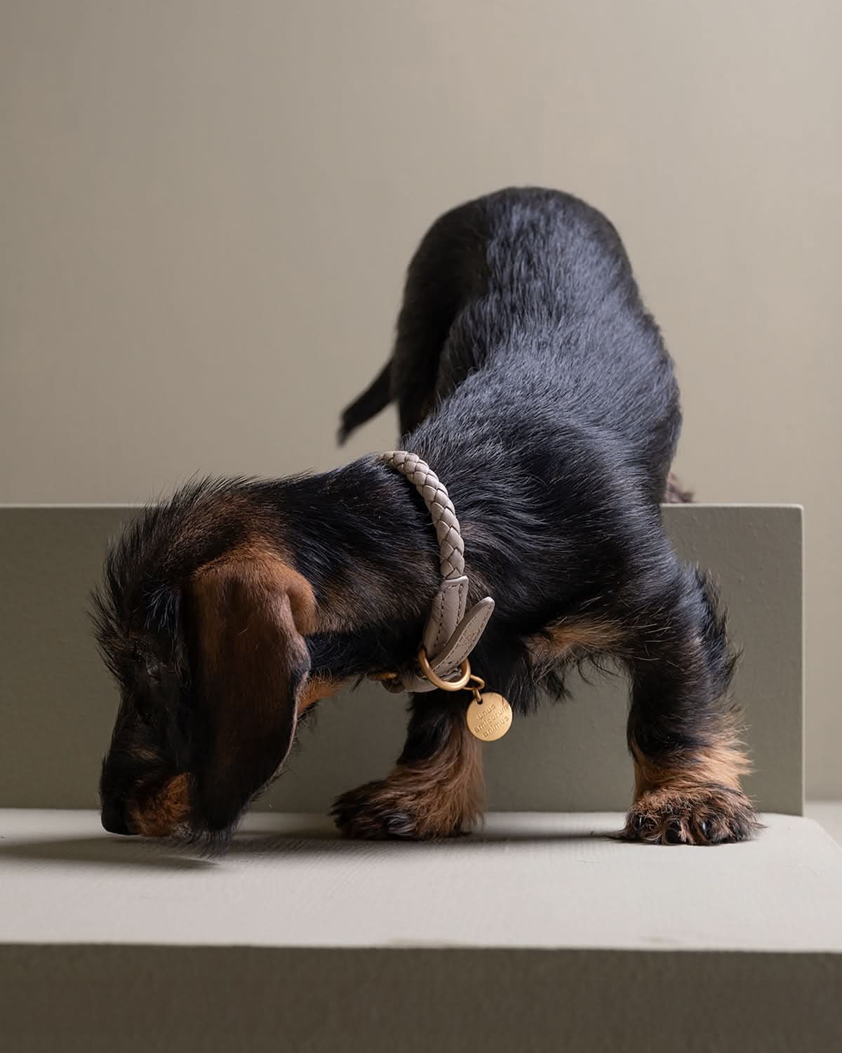 קולר עור לכלבים