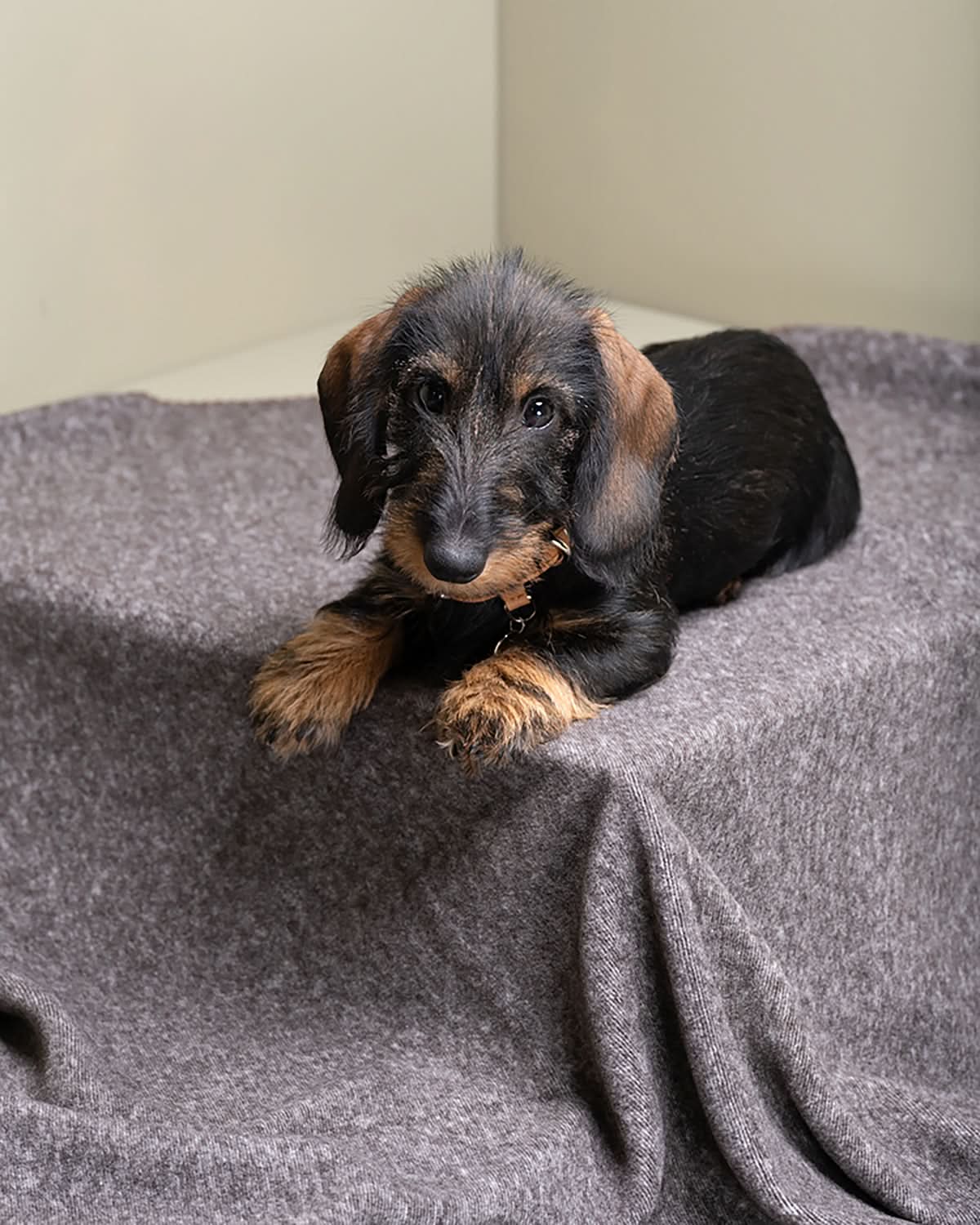 Yuki Dog Blanket | שמיכת במבוק לכלב