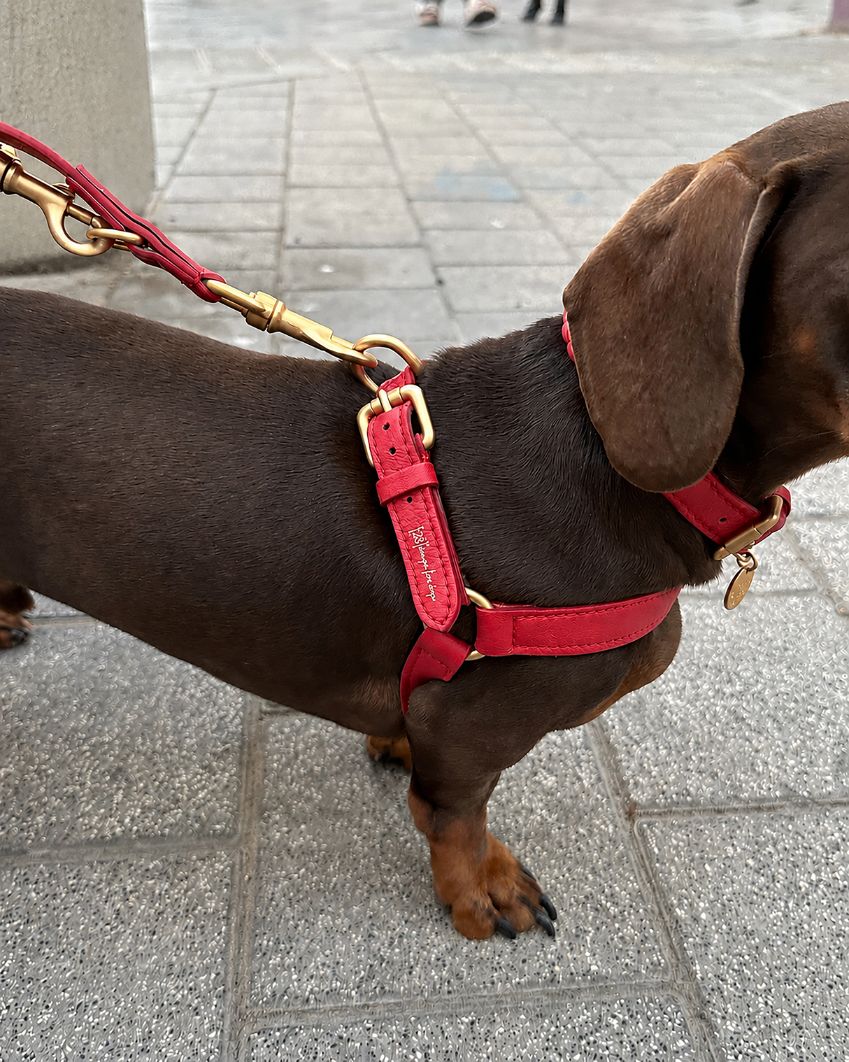 רתמה לכלב מעור נאפה איטלקי | MARIO NAPPA LEATHER DOG HARNESS