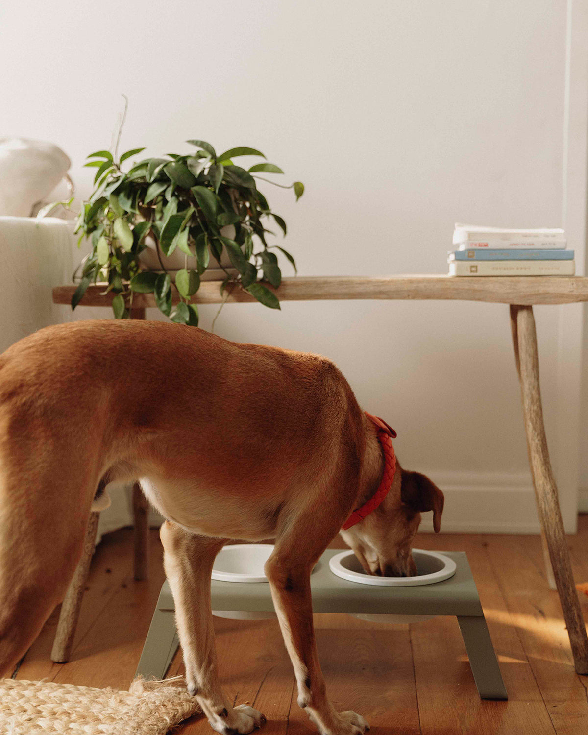 מעמד קערות מוגבה לכלב