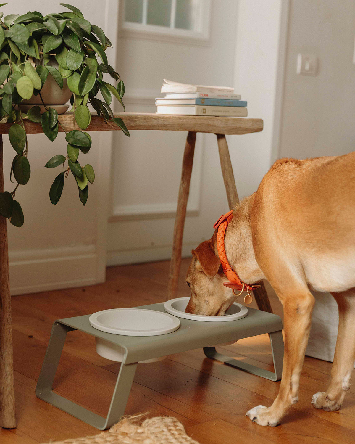 מעמד קערות מוגבה לכלב