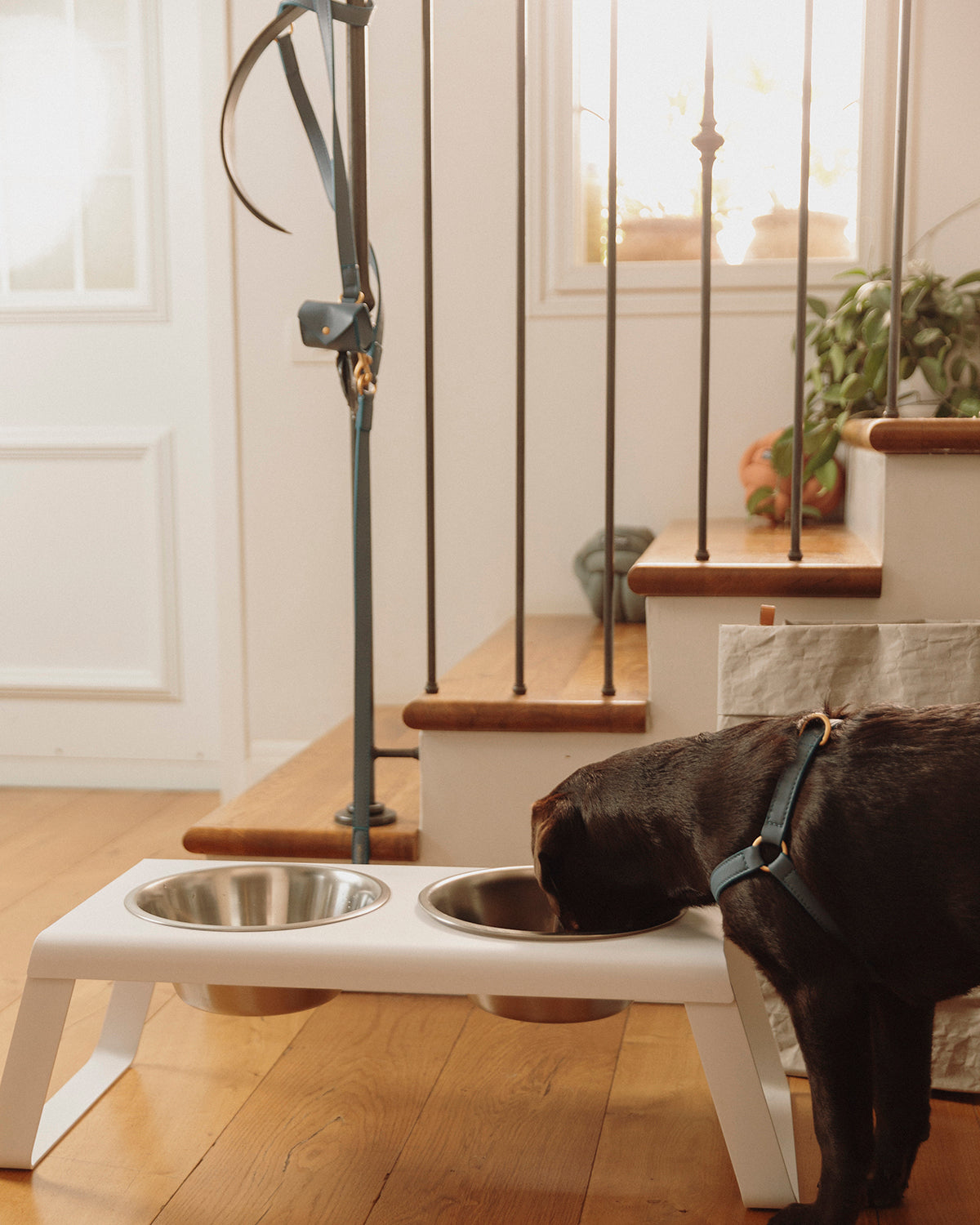 DESCO ALU | מעמד קערות מוגבה לכלב