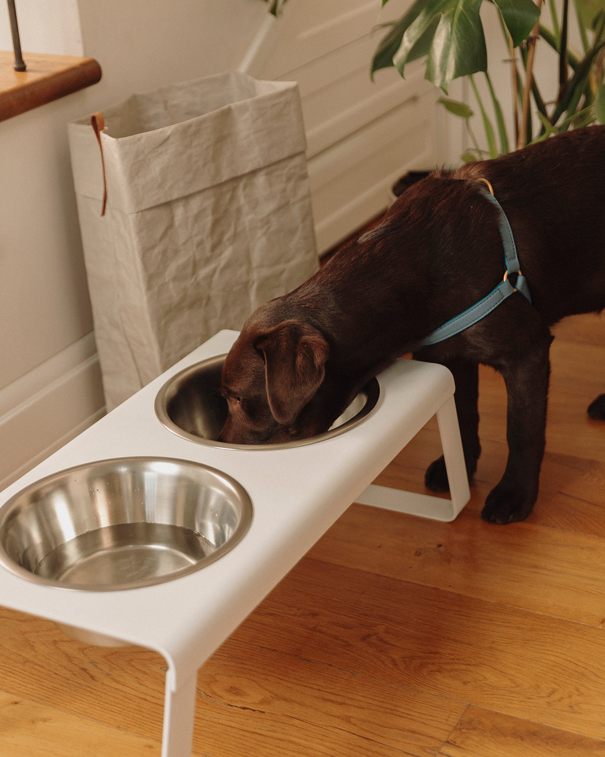 DESCO ALU | מעמד קערות מוגבה לכלב