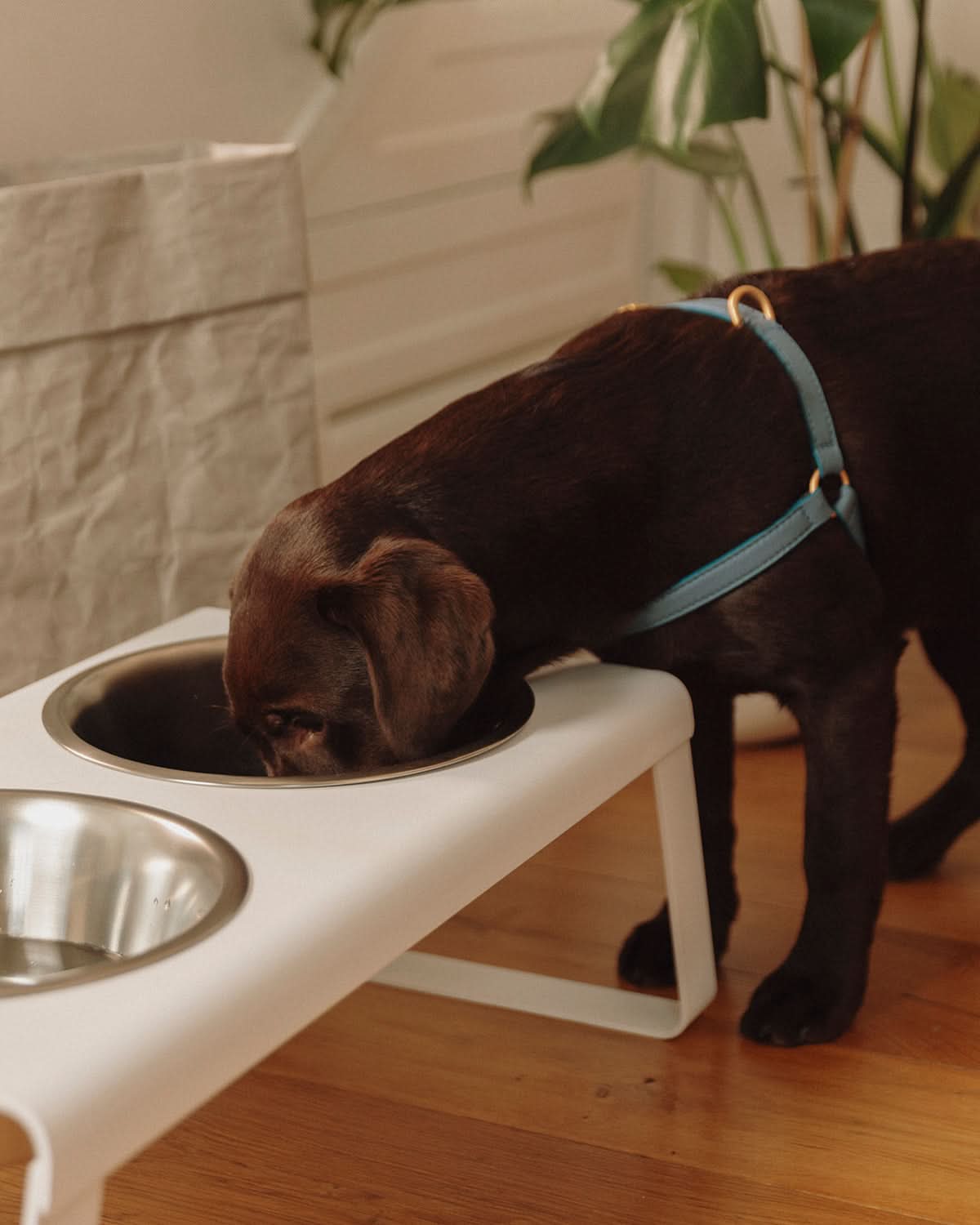 רתמה לכלב מעור נאפה איטלקי | MARIO NAPPA LEATHER DOG HARNESS