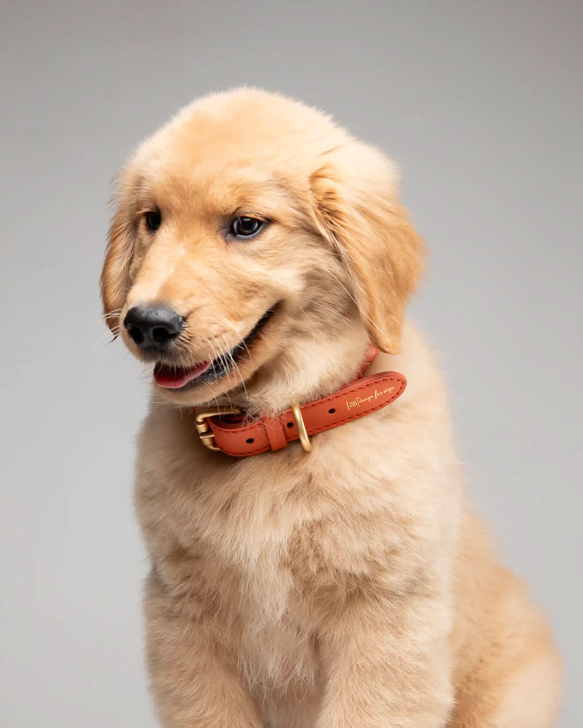 קולר לכלב, קולר עור לכלבים