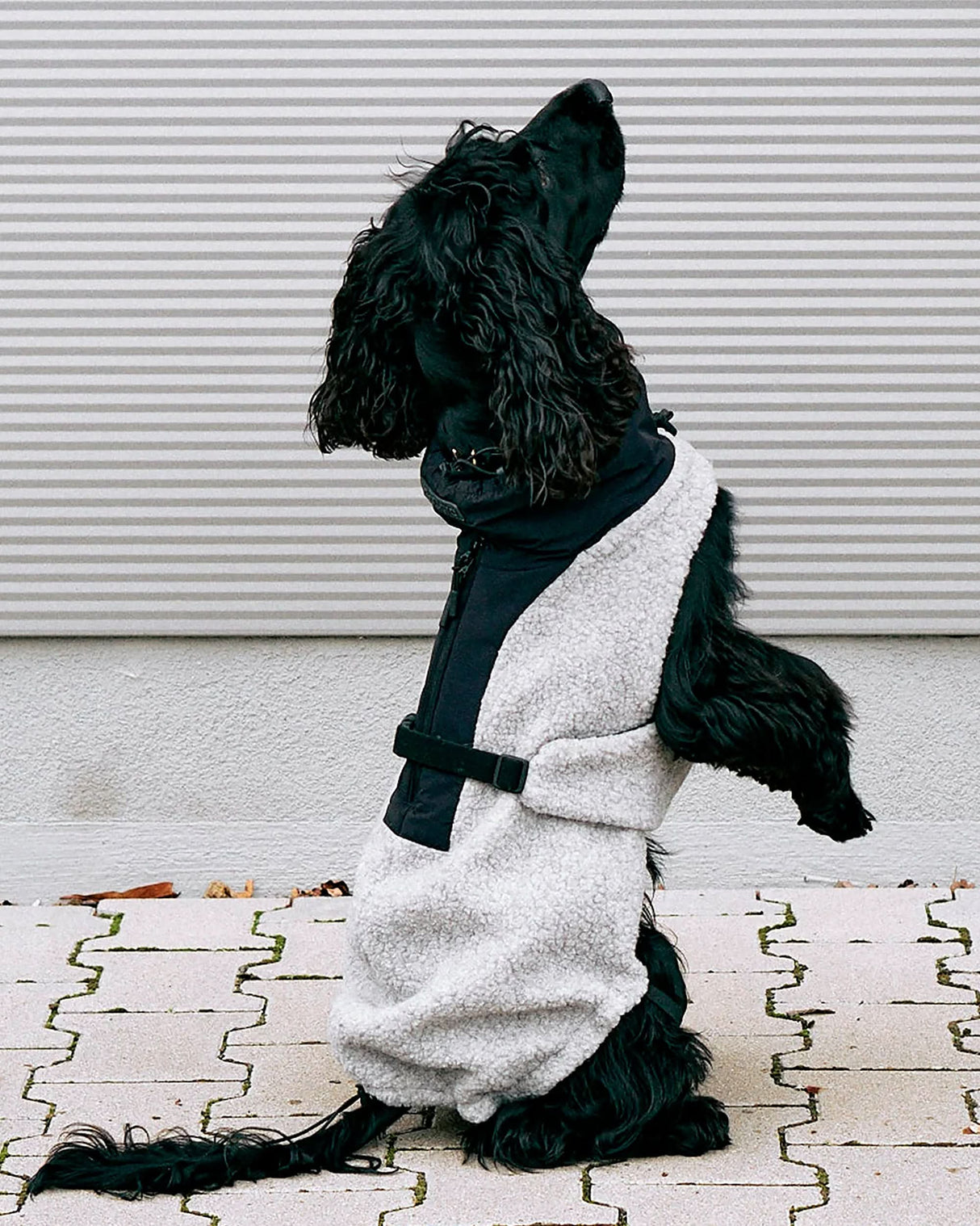 EMILIA DOG COAT | מעיל לכלב