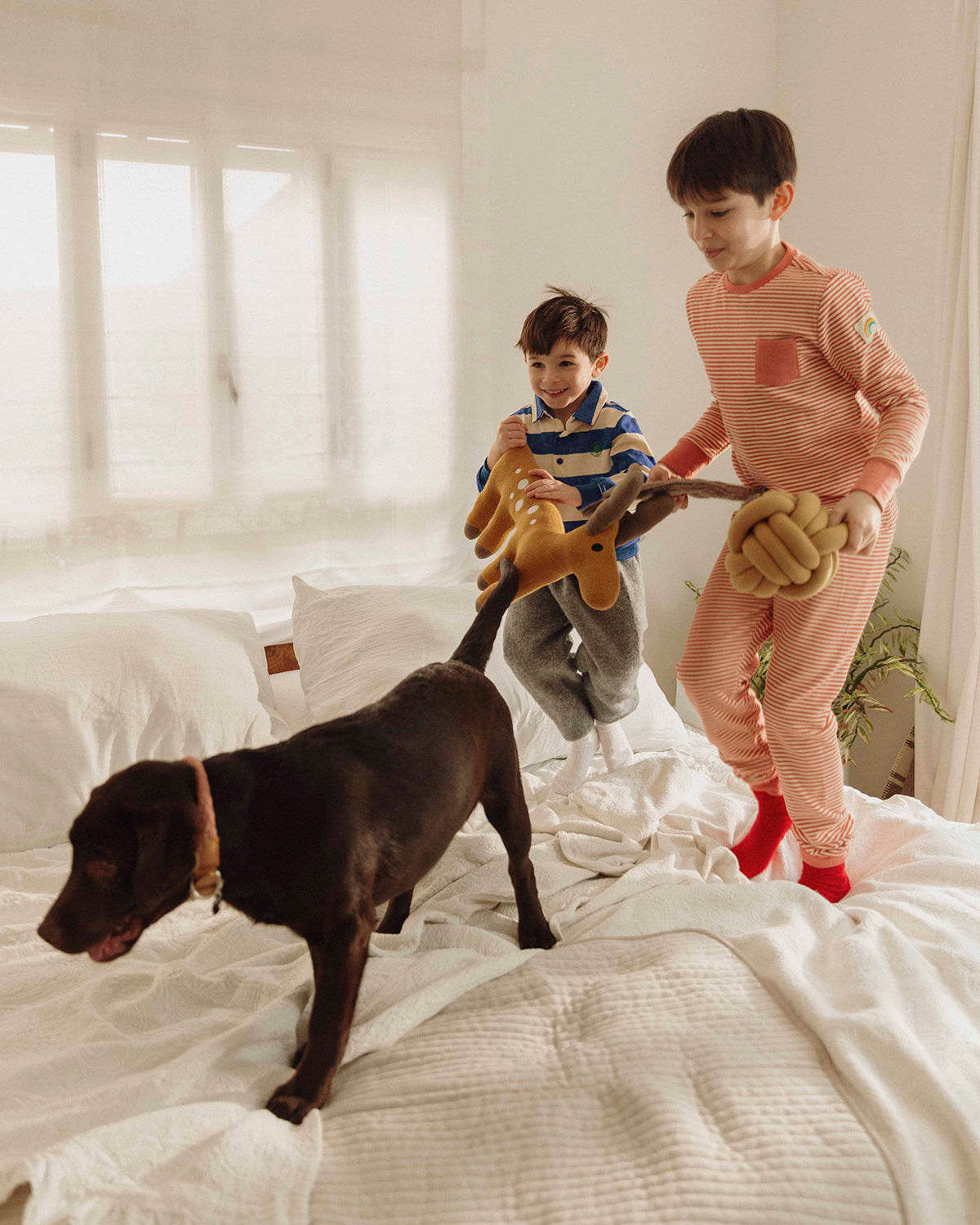 שמיכה לכלב ולחתול מכותנה