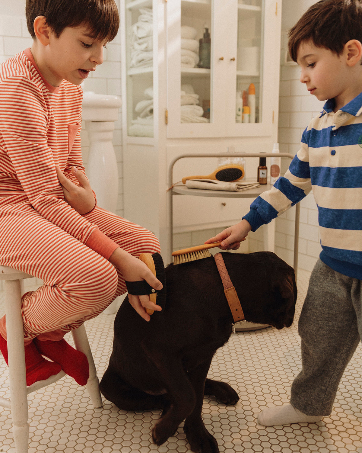 CURRYCOMB SHORTHAIR BRUSH | מברשת לכלב בעל פרווה קצרה