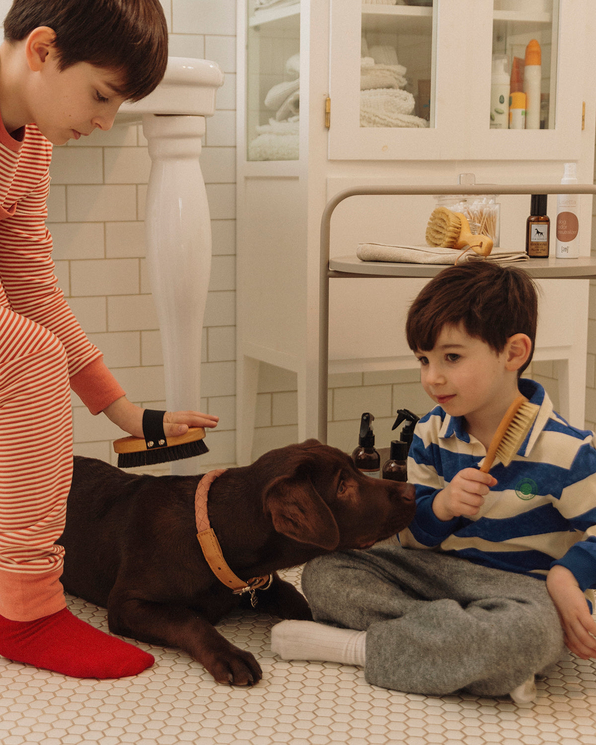 CURRYCOMB SHORTHAIR BRUSH | מברשת לכלב בעל פרווה קצרה