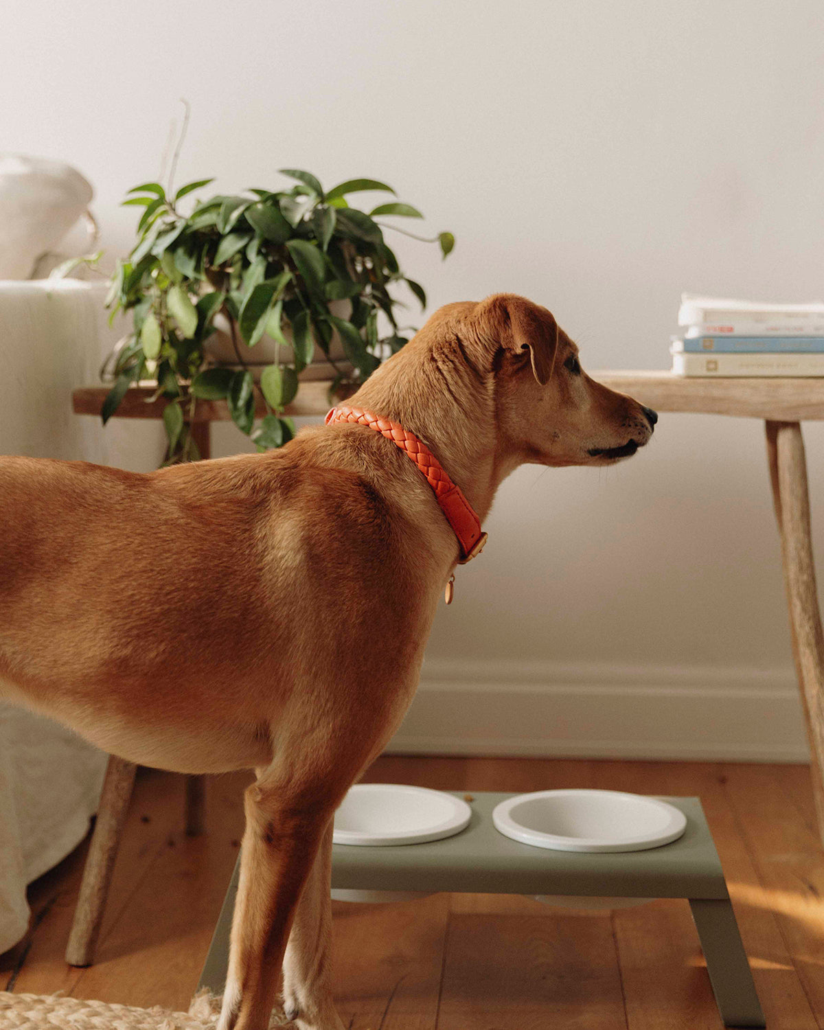 מעמד קערות מוגבה לכלב