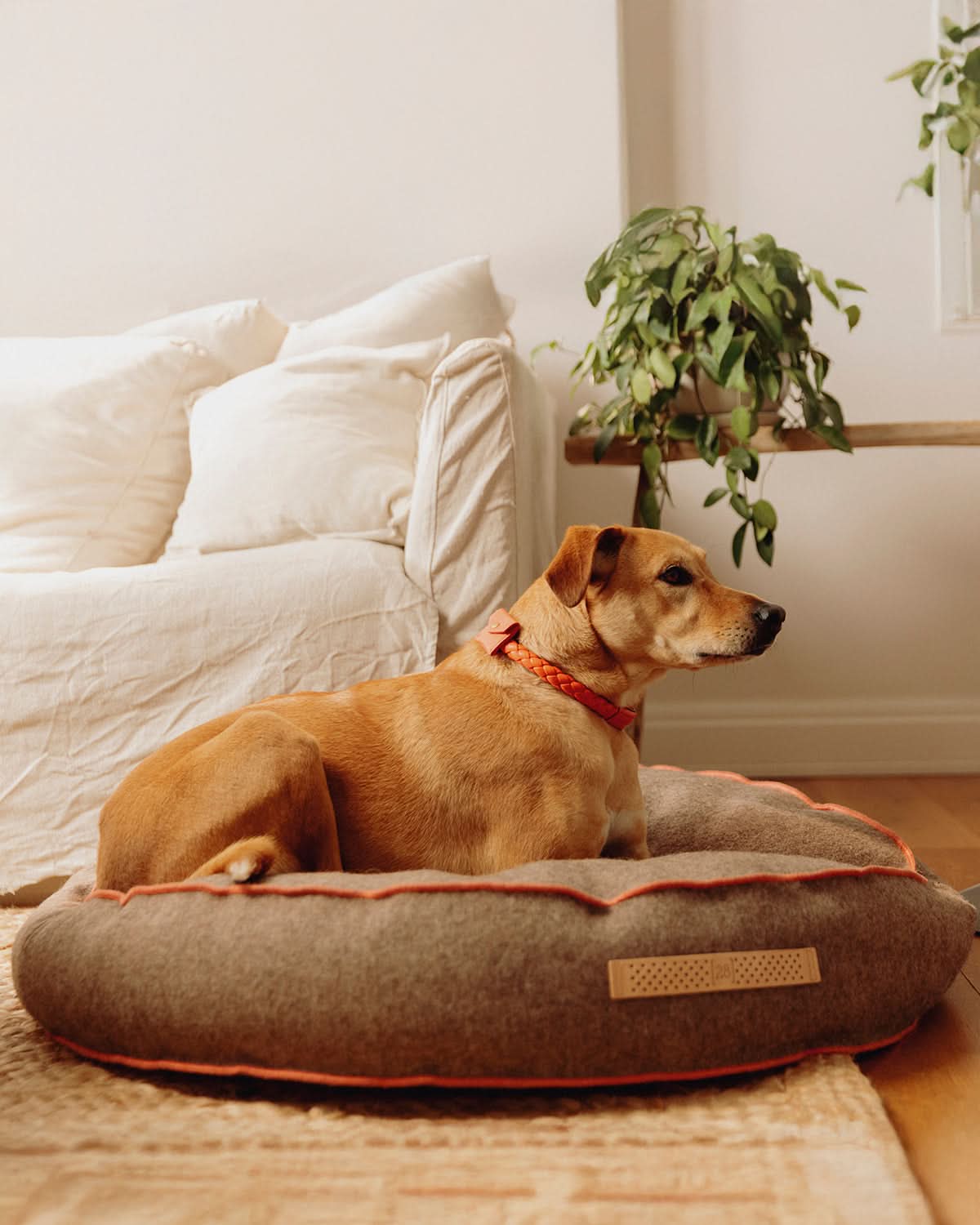 FULVIO RECYCLED WOOL | מיטת פוף לכלב