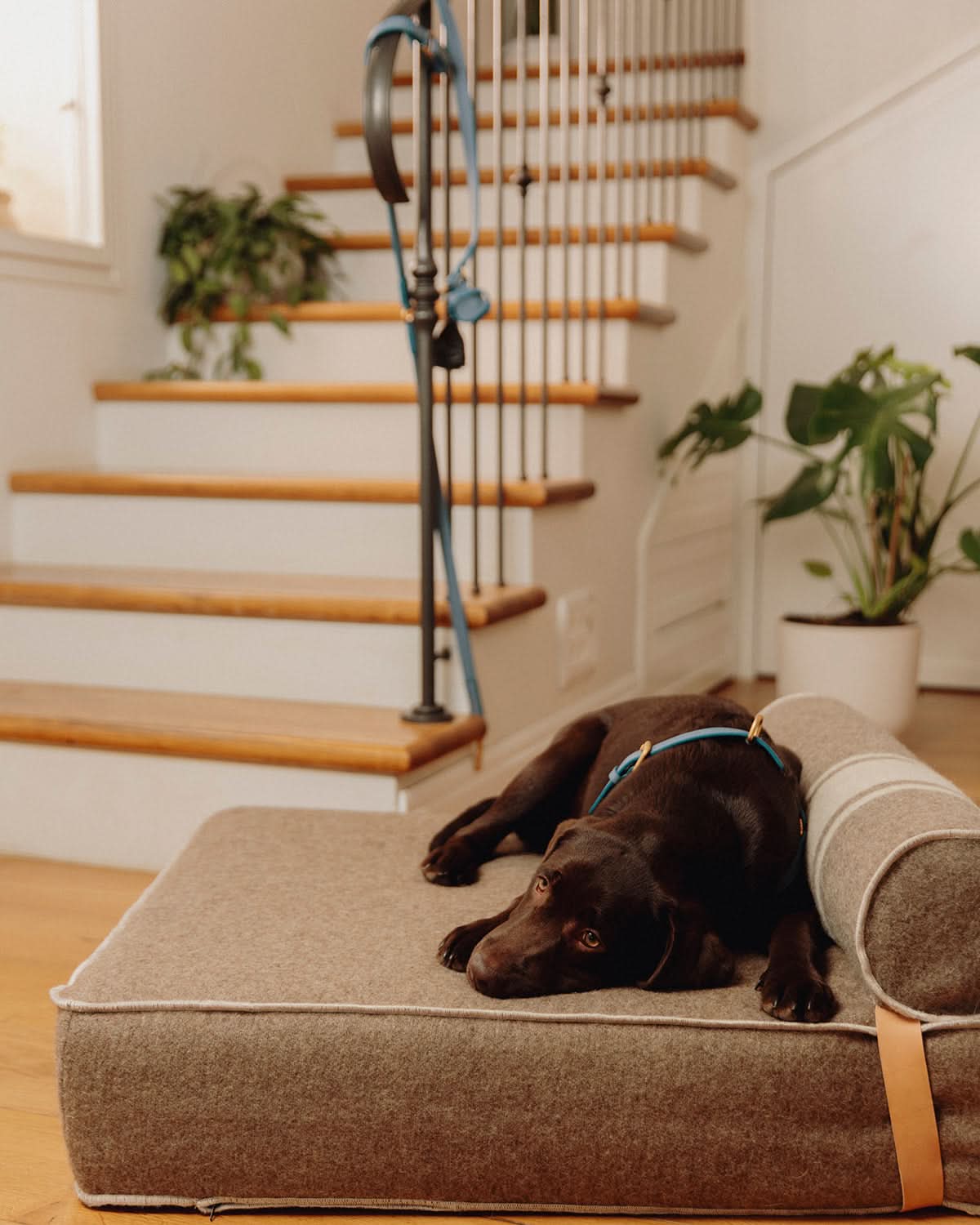רתמה לכלב מעור נאפה איטלקי | MARIO NAPPA LEATHER DOG HARNESS