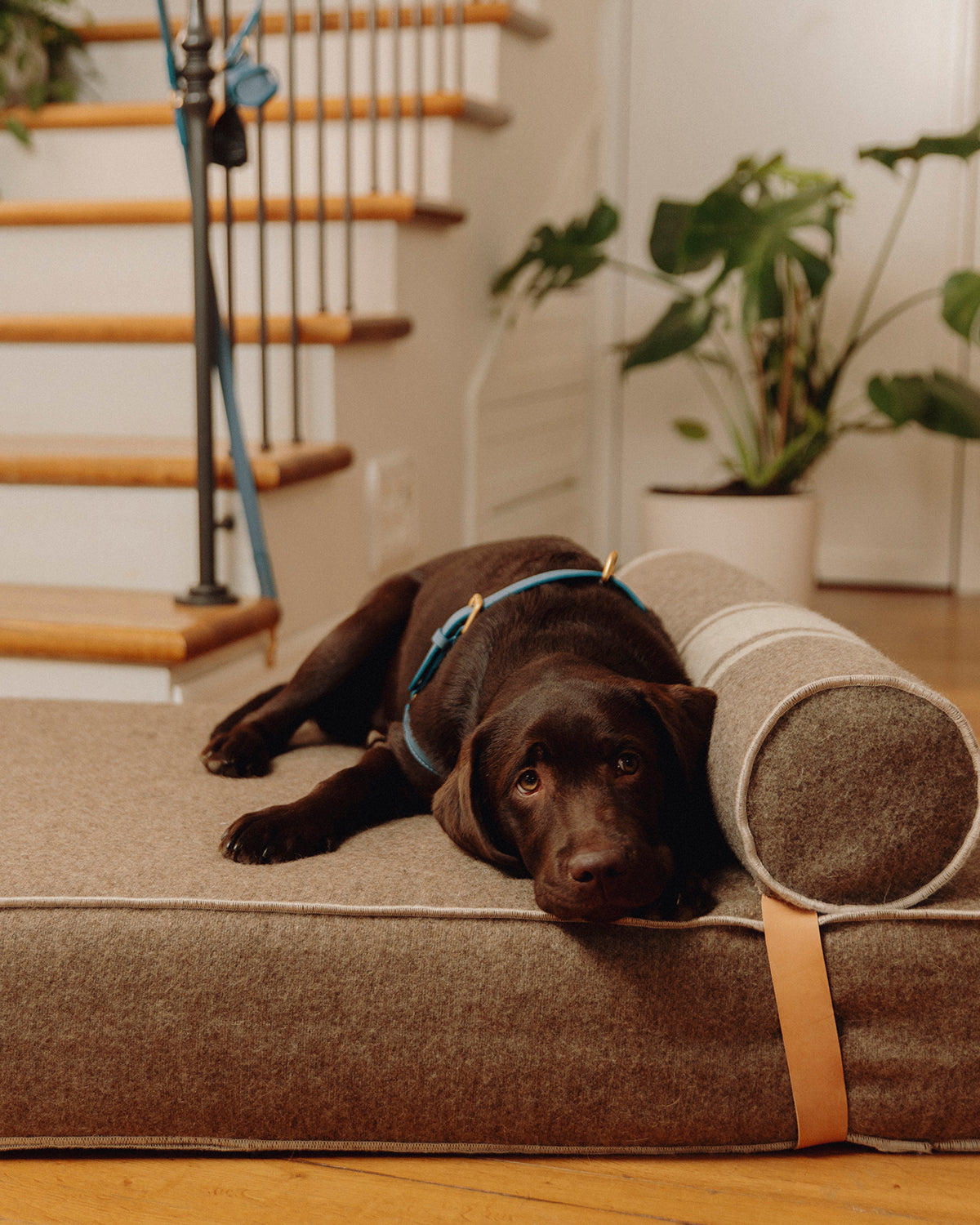 רתמת עור MARIO | רתמת עור לכלב