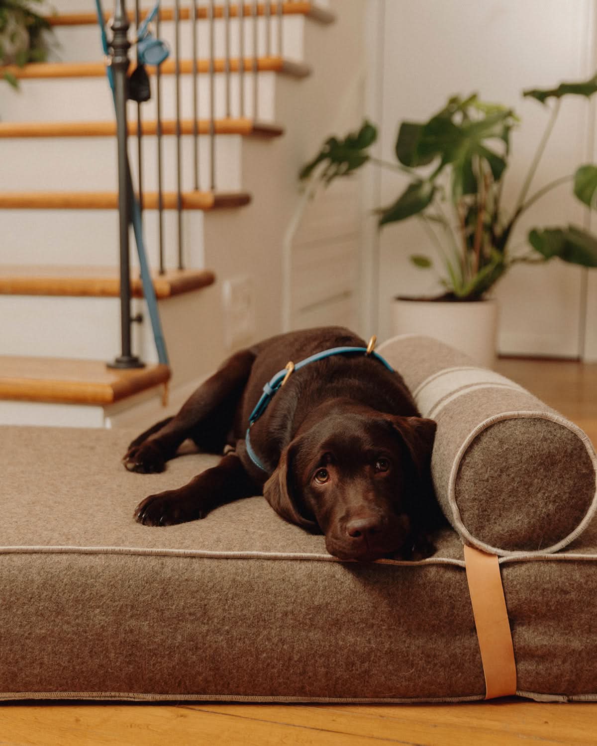 רתמה לכלב מעור נאפה איטלקי | MARIO NAPPA LEATHER DOG HARNESS