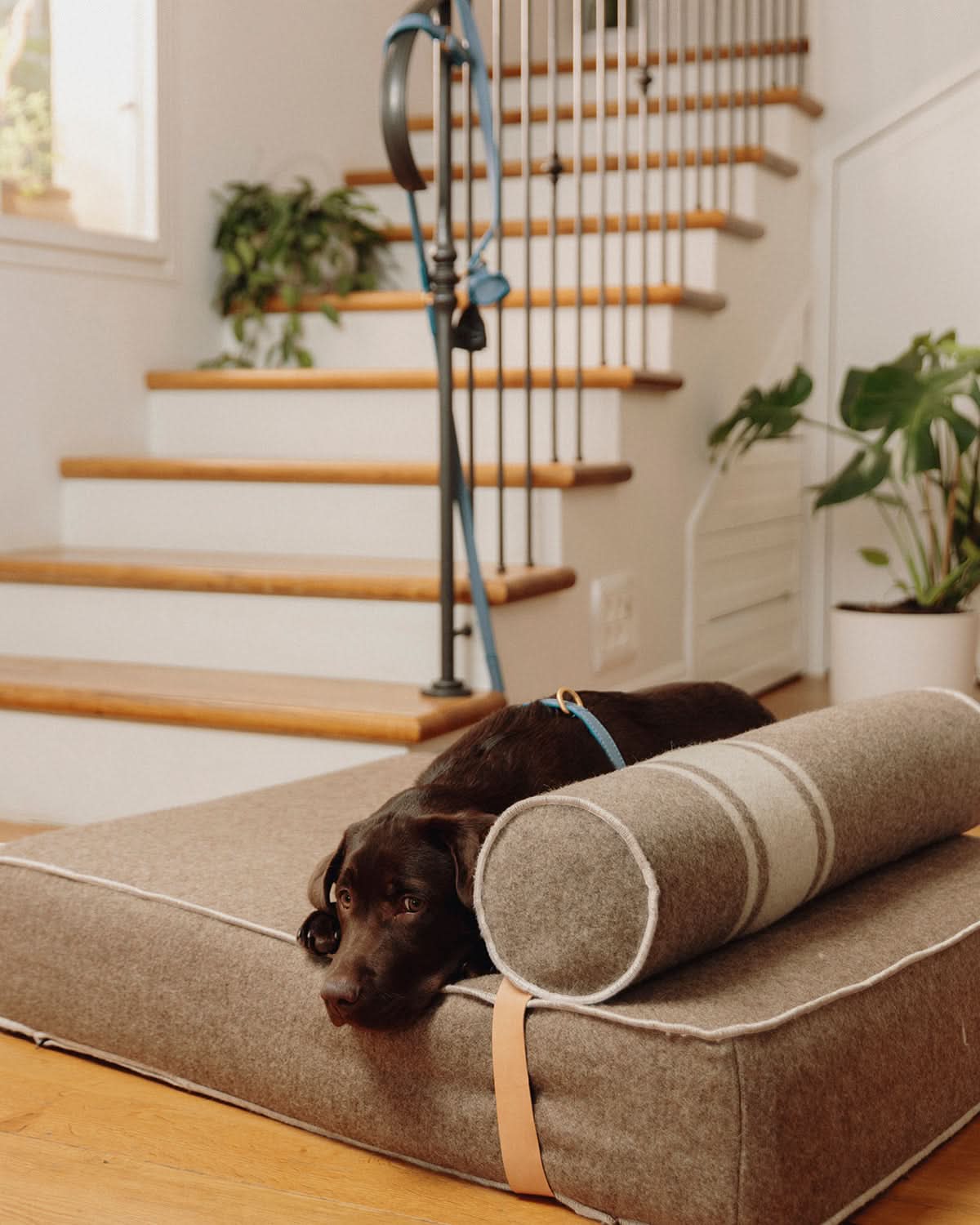 GIAMPAOLO RECYCLED WOOL DOG LOUNGE BED | מיטת לאונג׳ לכלב