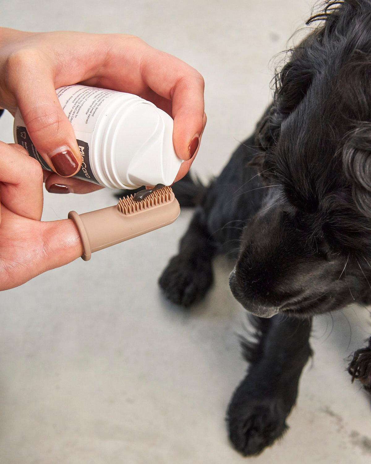 DITO DOG TOOTHBRUSH | סט מברשות שיניים לכלב