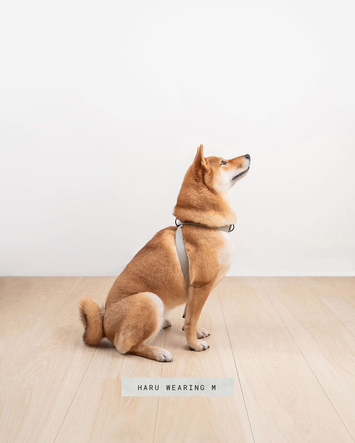 OTTO DOG HARNESS | רתמה לכלב