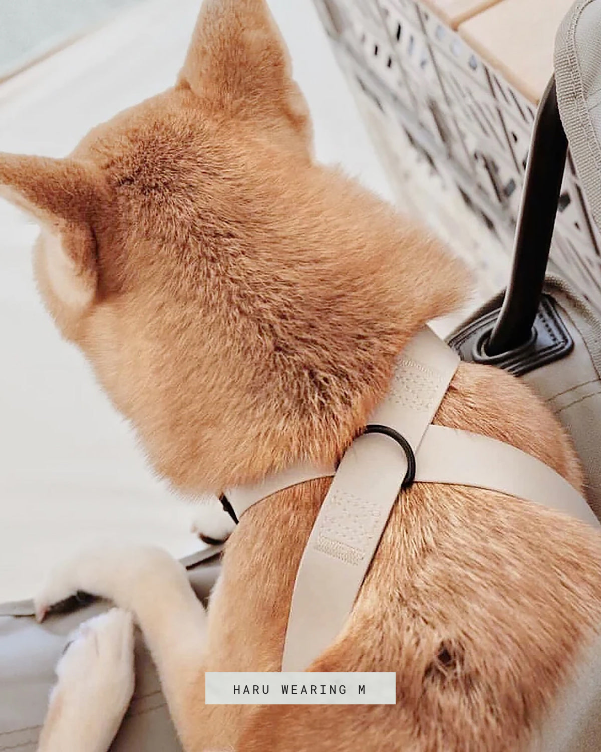 OTTO DOG HARNESS | רתמה לכלב