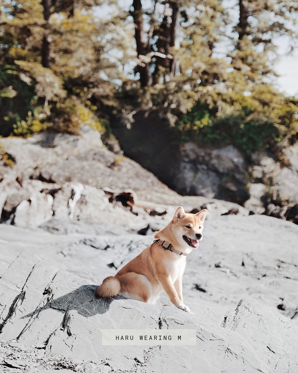 OTTO DOG HARNESS | רתמה לכלב