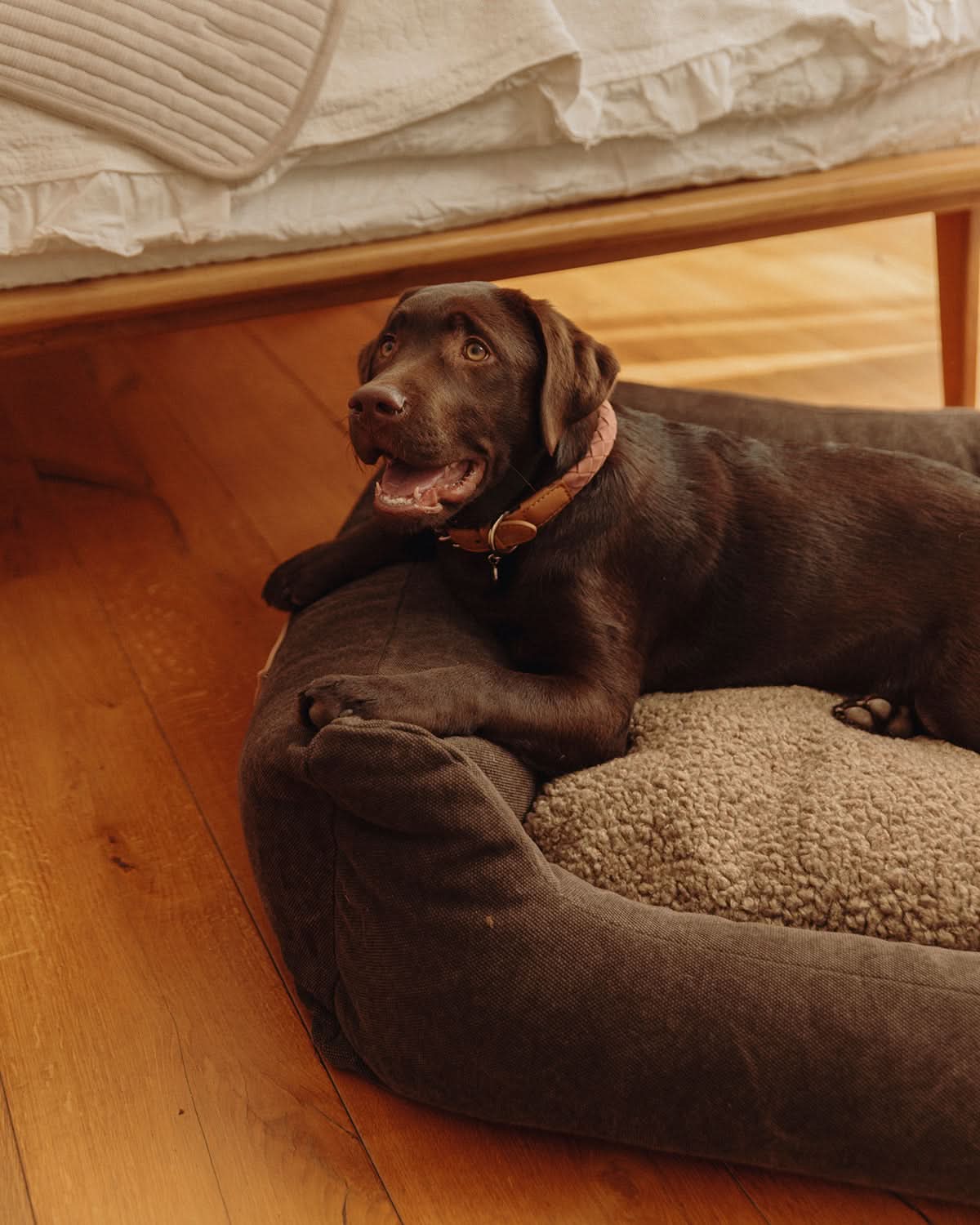 HENRI ORGANIC COTTON DOG BED | מיטה לכלב