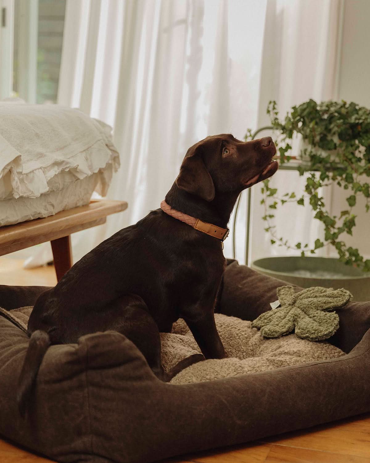 HENRI ORGANIC COTTON DOG BED | מיטה לכלב