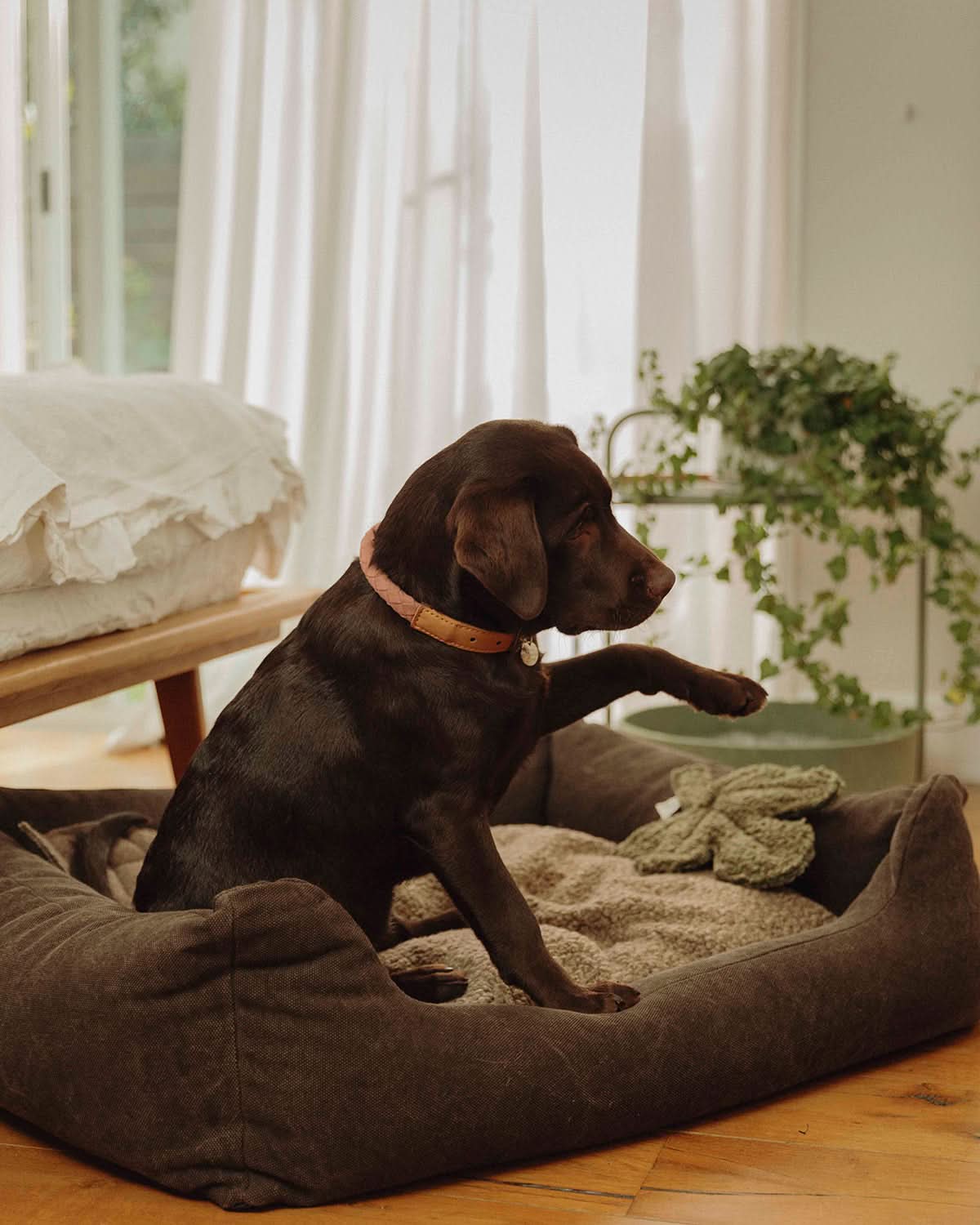 HENRI ORGANIC COTTON DOG BED | מיטה לכלב