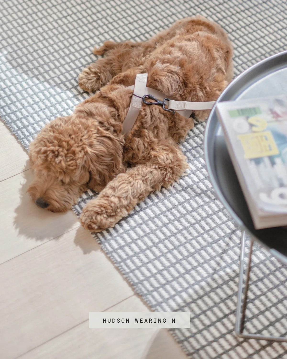 OTTO DOG HARNESS | רתמה לכלב