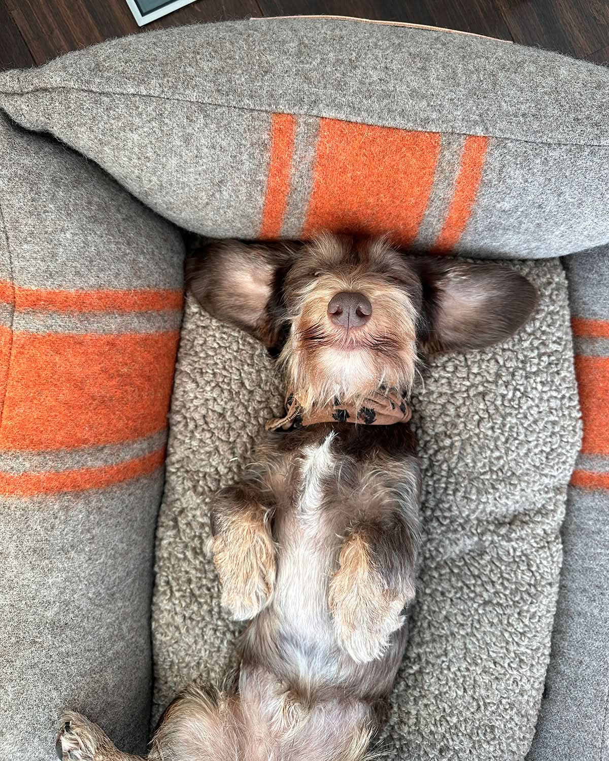 HENRI RECYCLED WOOL DOG BED | מיטה לכלב