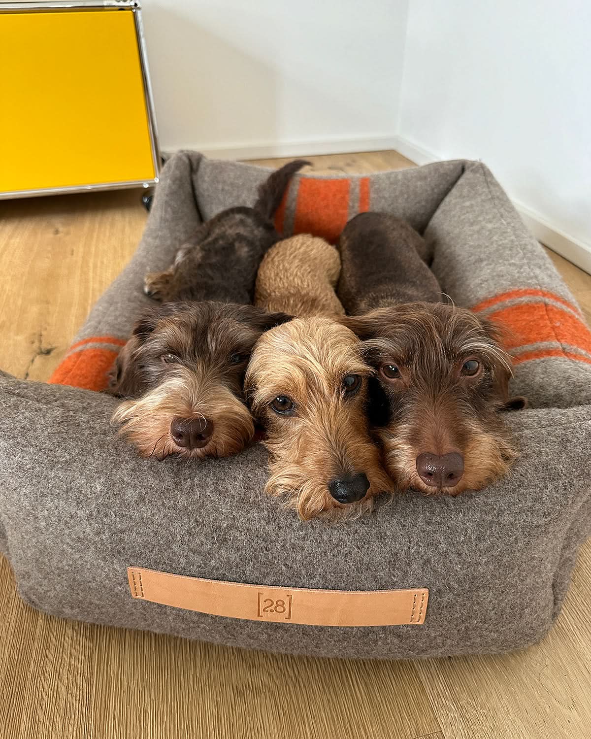 HENRI RECYCLED WOOL DOG BED | מיטה לכלב